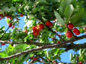 fruit tree