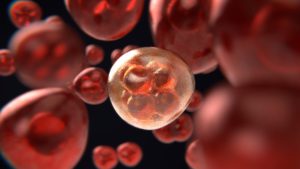 Cells: the miracle of life